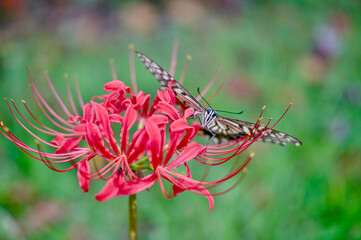 彼岸花の留まっているアゲハチョウ