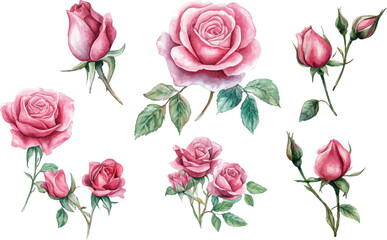 watercolor pink roses flowers on white background