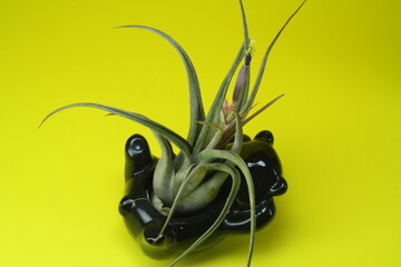 Tillandsia air plant isolated on bright yellow background