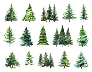 Obraz premium Watercolor evergreen tree illustrations.