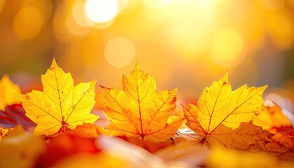 Obraz premium Radiant Autumn Leaves Featuring Vivid Yellows Reds and Oranges Under Gleaming Sunlight in Blurred Bokeh Background with Focus on Leaf Details