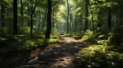 Obraz premium A photo of a trail with wooden steps in a dense forest