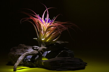 Exotic Tillandsia air plant with dramatic studio lighting