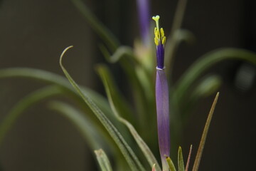 Close-up of blooming Tillandsia air plant with purple flower