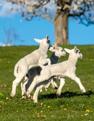 Fototapeta premium Lambs playing in field