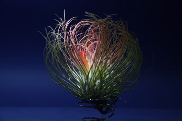 Tillandsia air plant with round shape and dramatic light