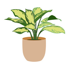 Aglaonema Silver Bay Indoor Plant Illustration