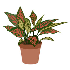 Aglaonema Red Valentine Potted Plant Illustration