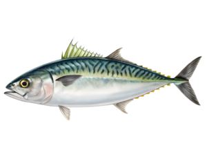 Detailed Watercolor Illustration of a Mackerel Fish Species