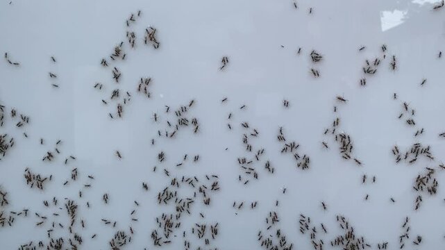 Close-Up of Ant Crawling on Green Leaf in Nature
