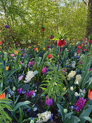 Keukenhof in Holland.  Colorful spring flower field with tulips, allium and hyacinths in full bloom