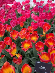Tulips at Keukenhof – vibrant Tulipa ‘Prins Claus’ in spring flower display