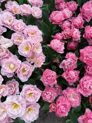 Double tulips in soft pink and rose shades in full spring bloom