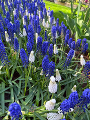 Close-up of blue and white grape hyacinths blooming in spring at Keukenhof garden