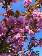Pink cherry blossoms on a sunny spring day with clear blue sky