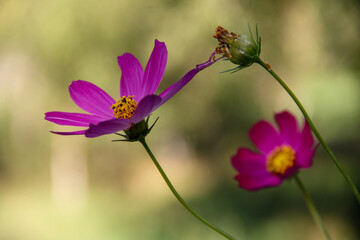 Beautiful autumn cosmos flowers on a blurred background of green grass