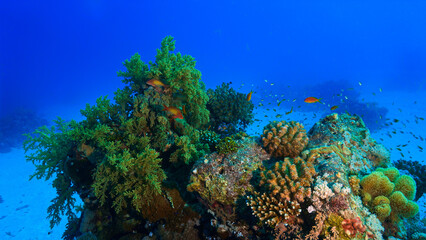 Underwater photo of a coral reef, marine life and scenic landscape. From a scuba dive in the Red Sea in Egypt. Africa.