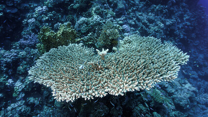 Underwater photo of a coral reef, marine life and scenic landscape. From a scuba dive in the Red Sea in Egypt. Africa.