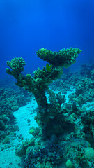 Underwater photo of a coral reef, marine life and scenic landscape. From a scuba dive in the Red Sea in Egypt. Africa.