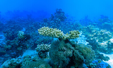 Underwater photo of a coral reef, marine life and scenic landscape. From a scuba dive in the Red Sea in Egypt. Africa.