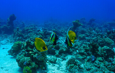 Underwater photo of a coral reef, marine life and scenic landscape. From a scuba dive in the Red Sea in Egypt. Africa.