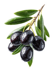 Dark olives cluster on branch with vibrant green leaves