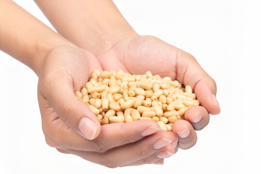 a pile of pine nuts in hands