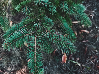 Close-up of green spruce tree branch outdoors, natural evergreen needles, perfect for seasonal use.