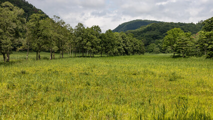 斑尾高原の夏　沼の原湿原　　飯山市　長野県　日本