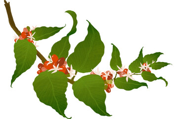 커피 나무와 커피콩 coffee cherry 