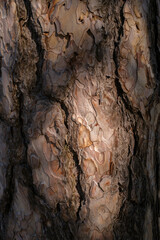 Close up view of brown tree bark with light and shadows The bark appears textured ridged and detailed The surface is rugged and rough in appearance