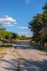 A road cuts through a landscape of trees The sky above is a bright blue with fluffy white clouds Shadows dapple the pavement