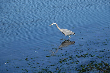 Closeup on a great blue heron , Ardea herodias at the coast in Cescent city, California