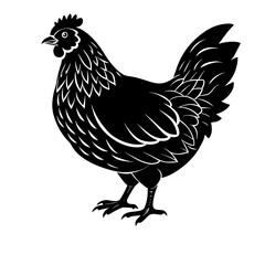 rooster isolated on white background