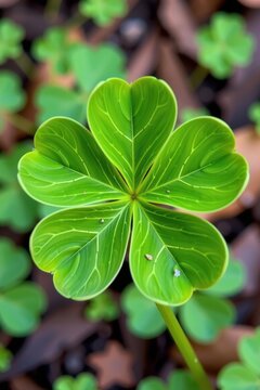 Close-up of a lucky four-leaf clover, vibrant green against a natural background. Symbol of good fortune and nature's serendipitous gifts, good luck, vegetation, auspicious