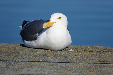 Closeup on an adult Western Gull Larus occidentalis at Crescent City, North California
