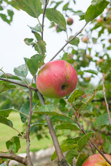 An apple grows on a tree Leaves and other apples are visible in the background The sky is a light color behind the tree branches and leaves