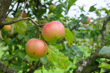 Two apples hanging from a tree branch surrounded by leaves More apples and branches visible in the background along with a green field