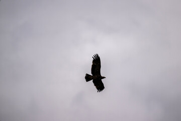 An imperial eagle in its natural habitat in the Altai steppes on an autumn day