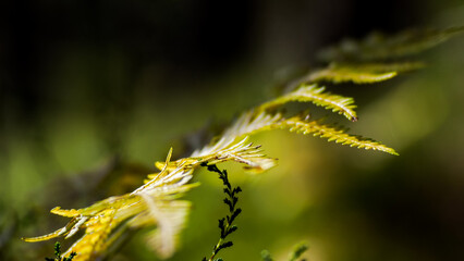 Vue rapprochée de fougères sauvages