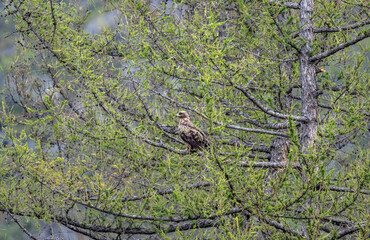 An imperial eagle in its natural habitat in the Altai steppes on an autumn day