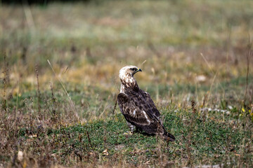 A rough-legged buzzard in its natural habitat in the Altai steppes on an autumn day