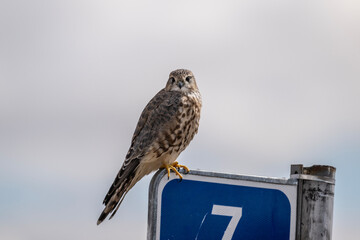 A beautiful kestrel in its natural habitat in the Altai steppes on an autumn day