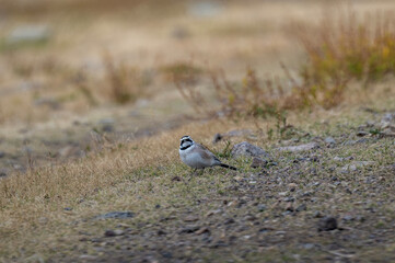 A horned lark in its natural habitat in the Altai steppes on an autumn day