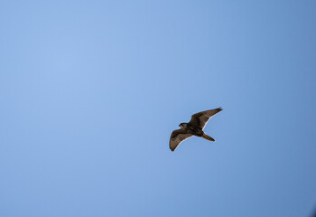 A beautiful kestrel in its natural habitat in the Altai steppes on an autumn day