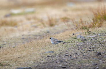 A horned lark in its natural habitat in the Altai steppes on an autumn day