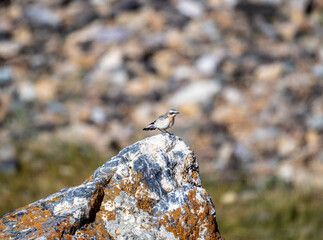 A steppe wheatear in its natural habitat in the Altai steppes on an autumn day