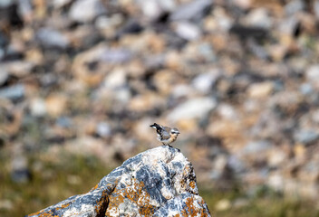 A steppe wheatear in its natural habitat in the Altai steppes on an autumn day