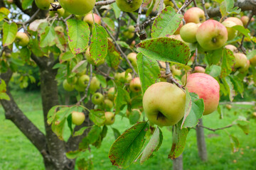 Apples on a tree with green leaves Some of the apples are green and some have red spots The tree is in a garden