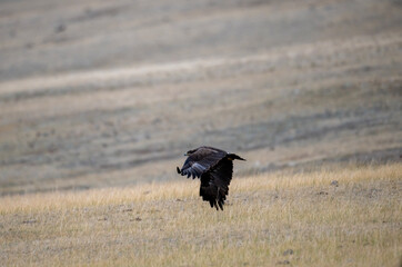 A rough-legged buzzard in its natural habitat in the Altai steppes on an autumn day